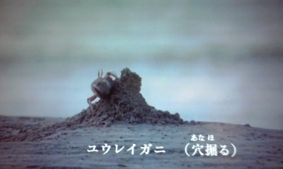 NHKEテレの『0655』を観ている人！