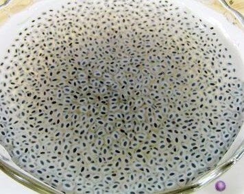 変わったものを食べた感想