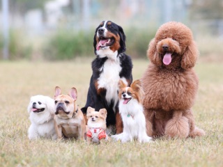犬飼っている人あるある