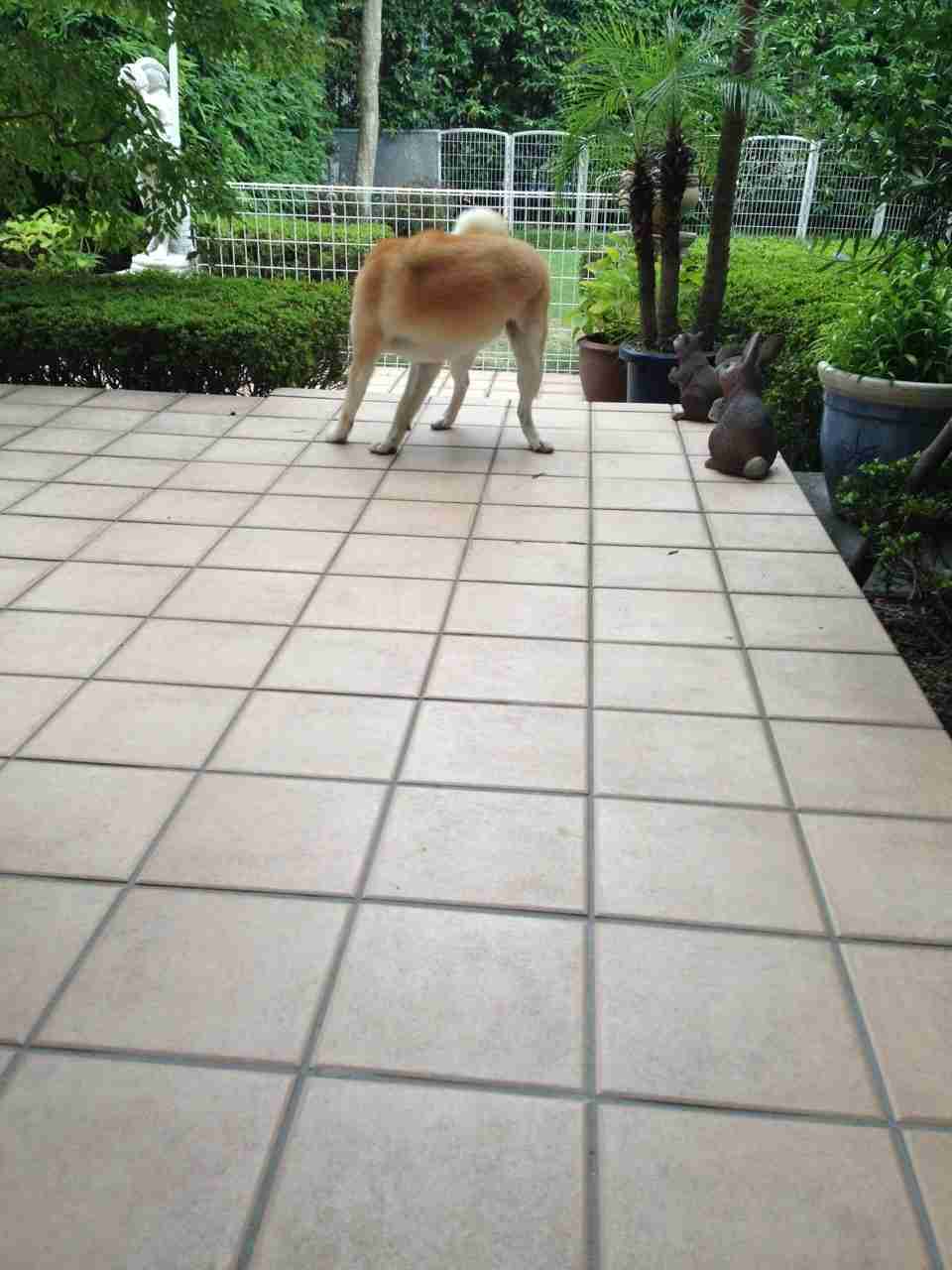 犬飼っている人あるある