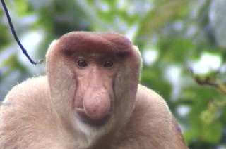 浅田舞、“偉大な妹”への劣等感をはねのけ確立したポジション