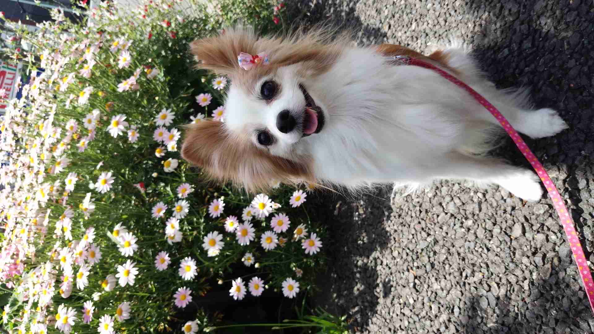あなたの愛犬の犬種は何ですか?なぜその犬種にしましたか?