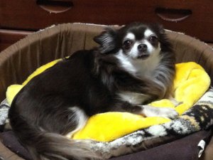 あなたの愛犬の犬種は何ですか?なぜその犬種にしましたか?