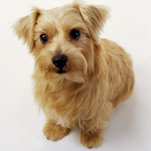 あなたの愛犬の犬種は何ですか?なぜその犬種にしましたか?