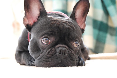 あなたの愛犬の犬種は何ですか?なぜその犬種にしましたか?