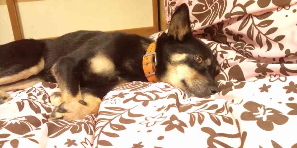あなたの愛犬の犬種は何ですか?なぜその犬種にしましたか?
