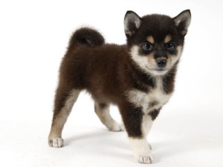 あなたの愛犬の犬種は何ですか?なぜその犬種にしましたか?