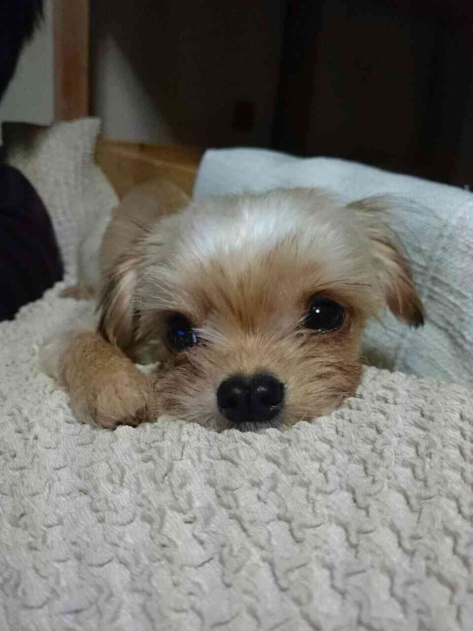 あなたの愛犬の犬種は何ですか?なぜその犬種にしましたか?