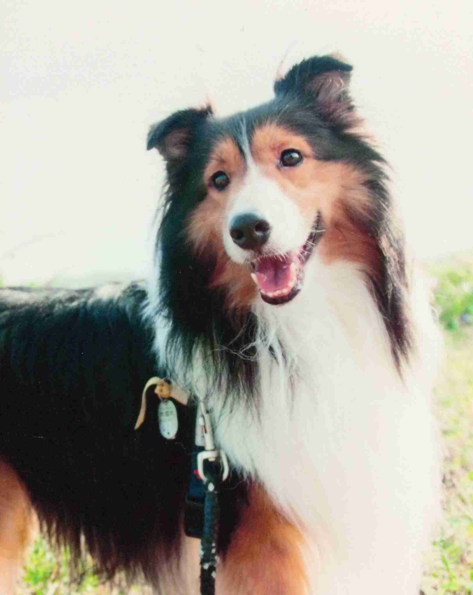 あなたの愛犬の犬種は何ですか?なぜその犬種にしましたか?