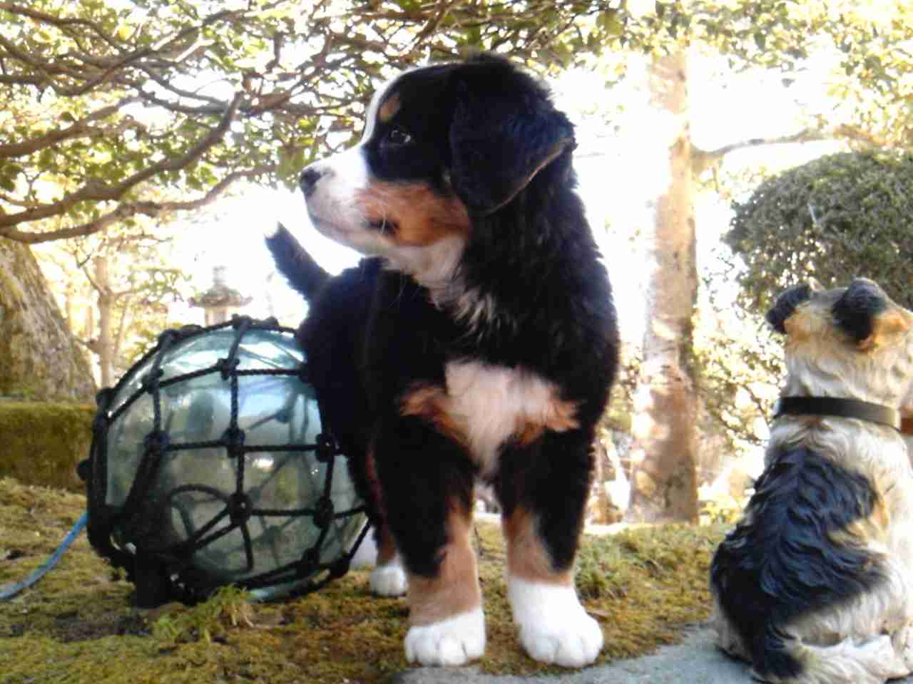 あなたの愛犬の犬種は何ですか?なぜその犬種にしましたか?