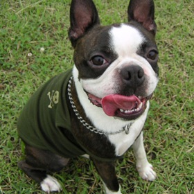 あなたの愛犬の犬種は何ですか?なぜその犬種にしましたか?