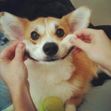 あなたの愛犬の犬種は何ですか?なぜその犬種にしましたか?