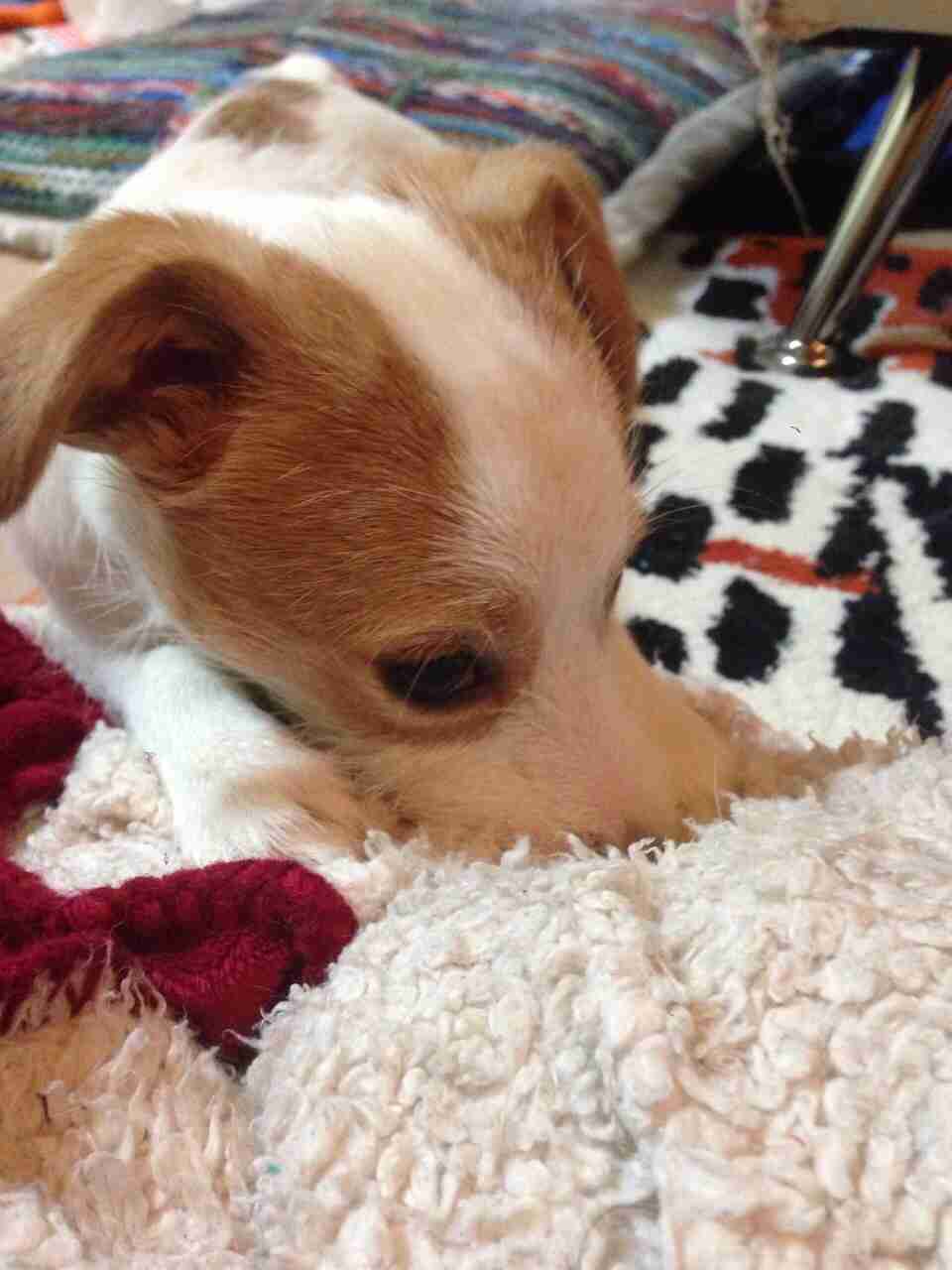あなたの愛犬の犬種は何ですか?なぜその犬種にしましたか?