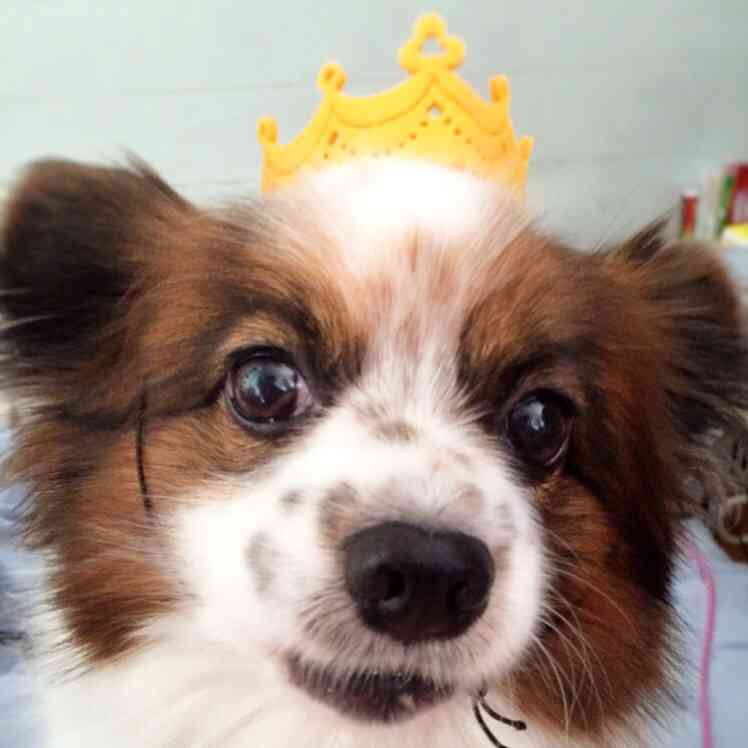 あなたの愛犬の犬種は何ですか?なぜその犬種にしましたか?