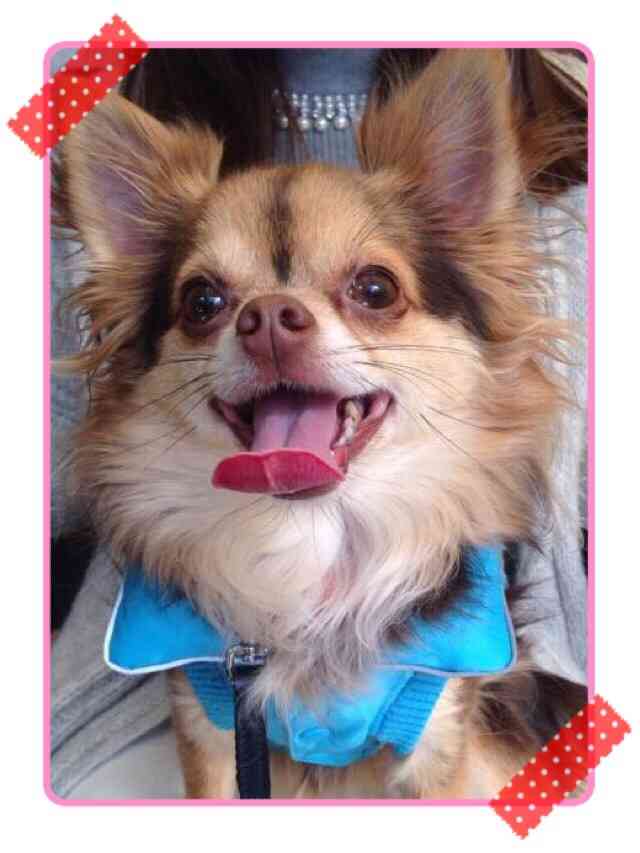 あなたの愛犬の犬種は何ですか?なぜその犬種にしましたか?