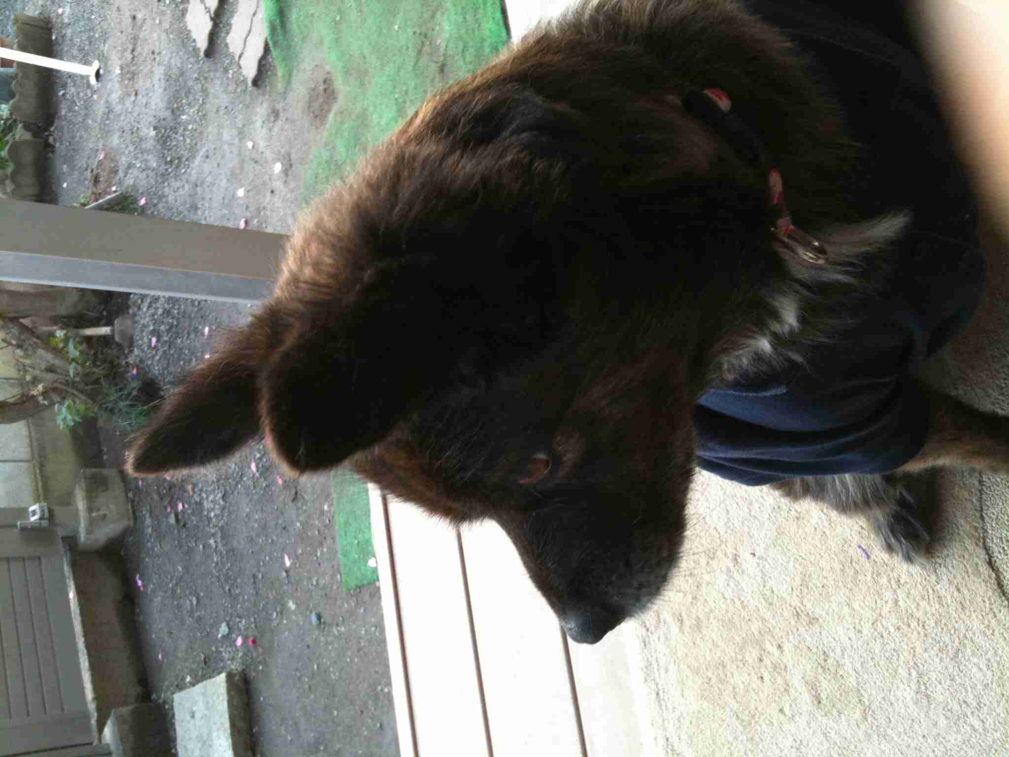 あなたの愛犬の犬種は何ですか?なぜその犬種にしましたか?