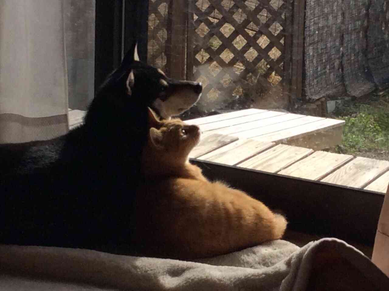 あなたの愛犬の犬種は何ですか?なぜその犬種にしましたか?
