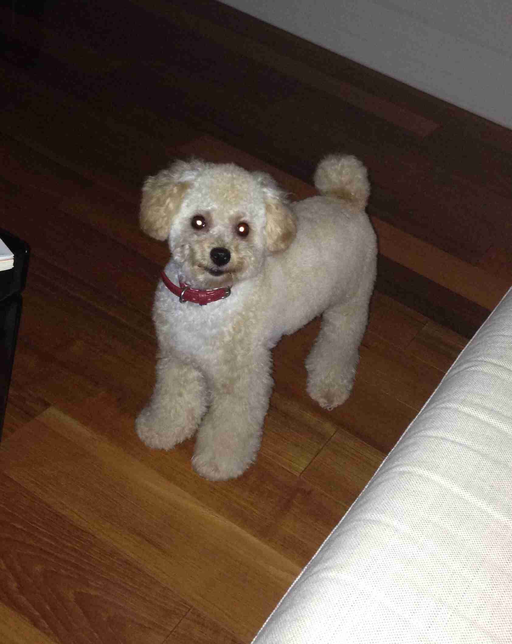 あなたの愛犬の犬種は何ですか?なぜその犬種にしましたか?