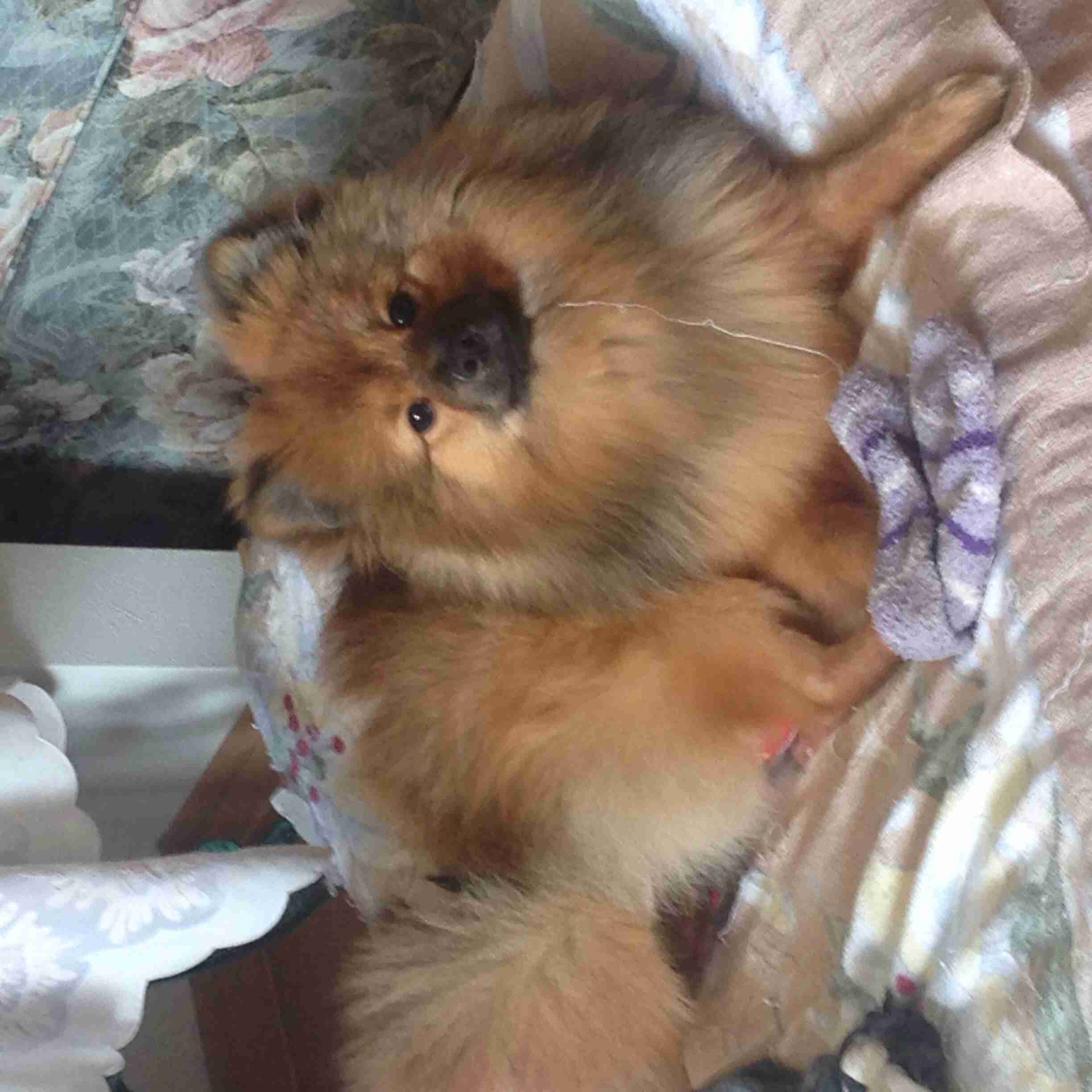 あなたの愛犬の犬種は何ですか?なぜその犬種にしましたか?
