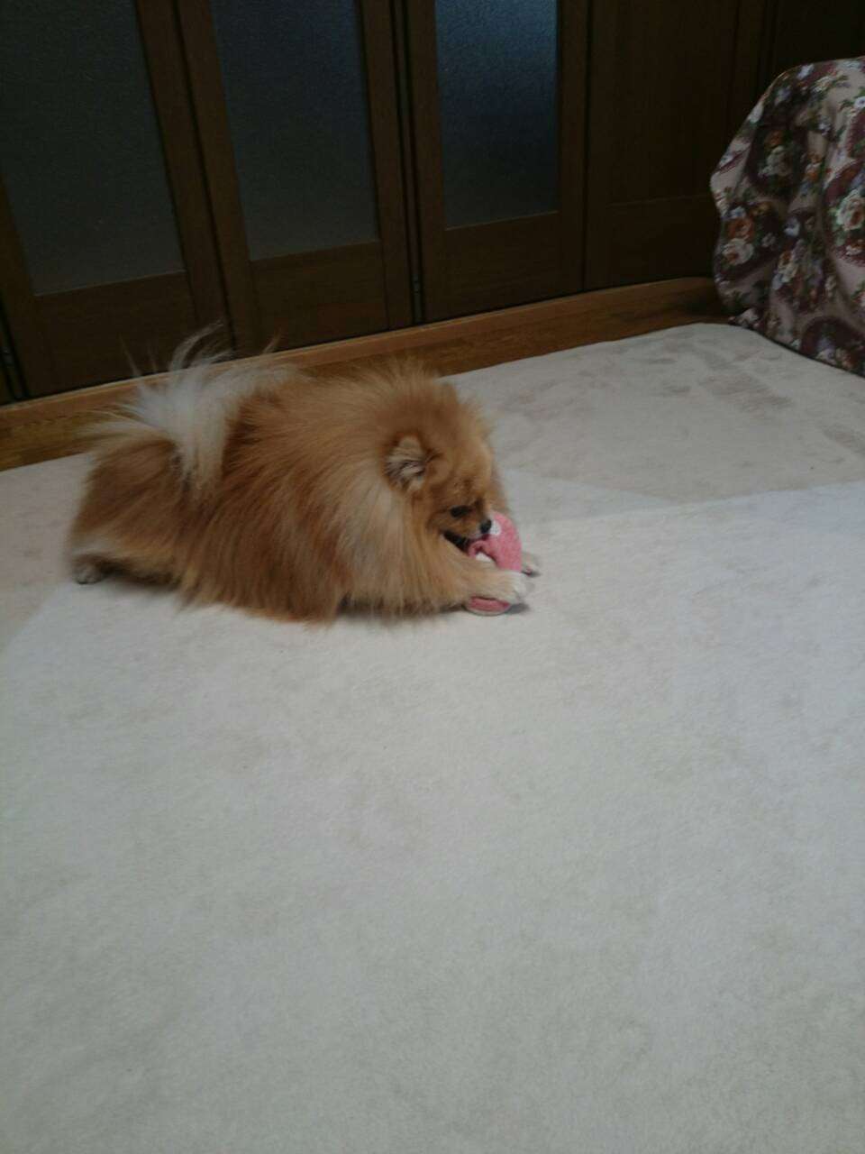 あなたの愛犬の犬種は何ですか?なぜその犬種にしましたか?