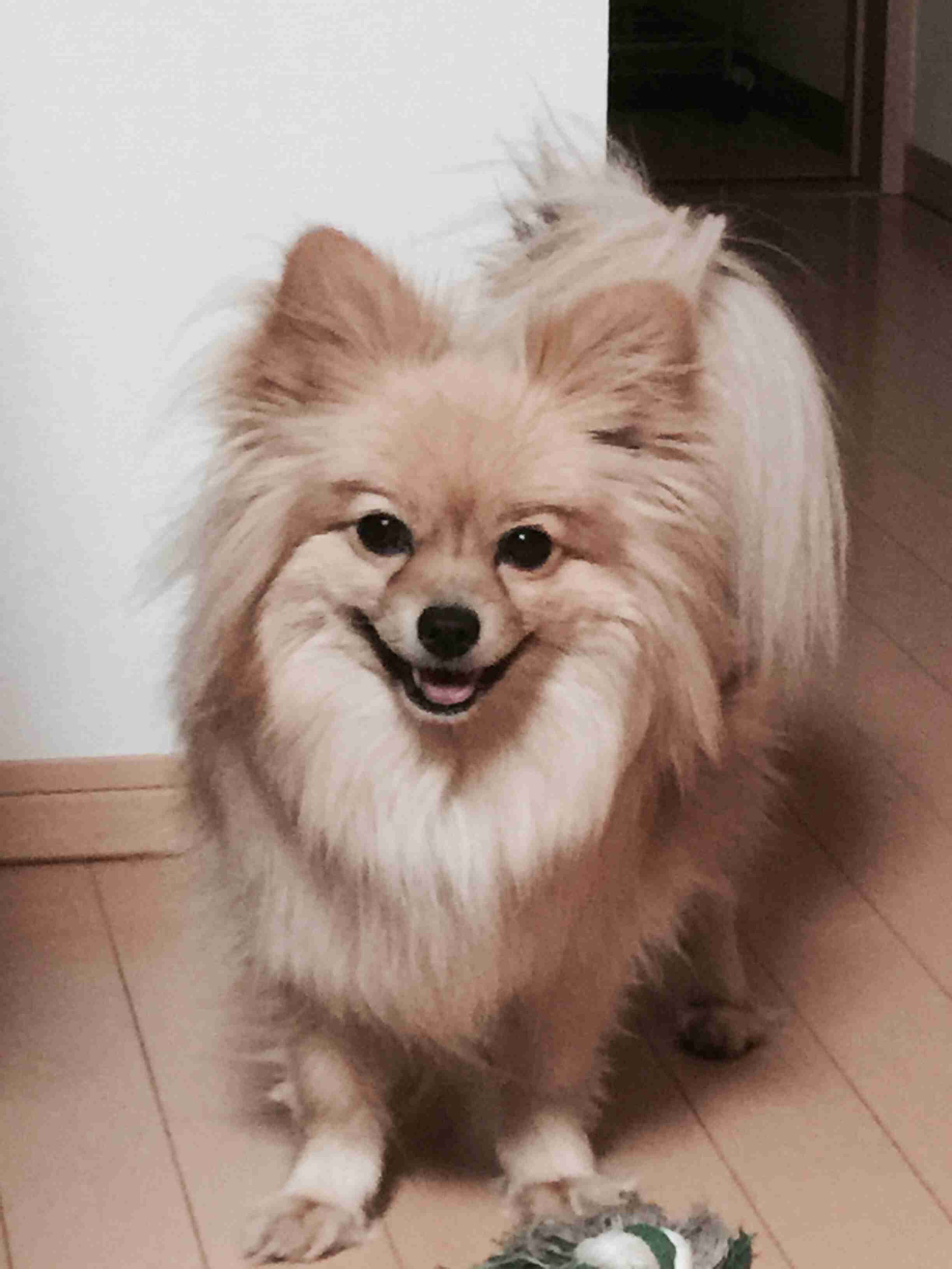 あなたの愛犬の犬種は何ですか?なぜその犬種にしましたか?