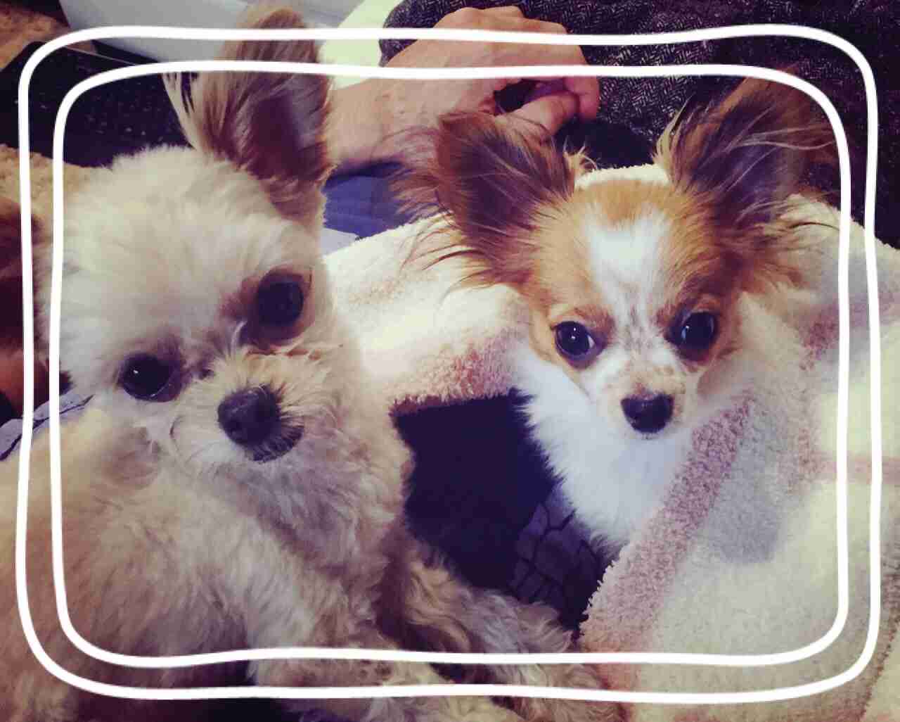 あなたの愛犬の犬種は何ですか?なぜその犬種にしましたか?