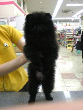 あなたの愛犬の犬種は何ですか?なぜその犬種にしましたか?