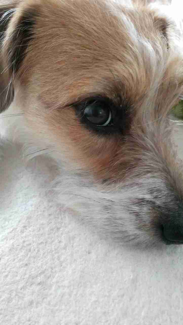 あなたの愛犬の犬種は何ですか?なぜその犬種にしましたか?