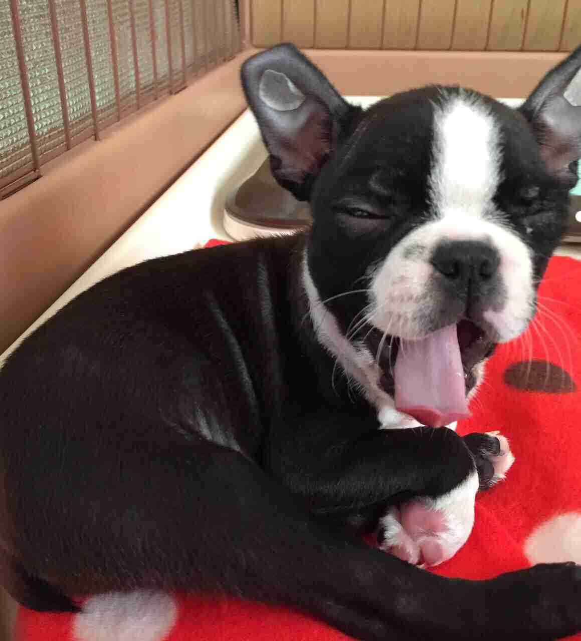 あなたの愛犬の犬種は何ですか?なぜその犬種にしましたか?