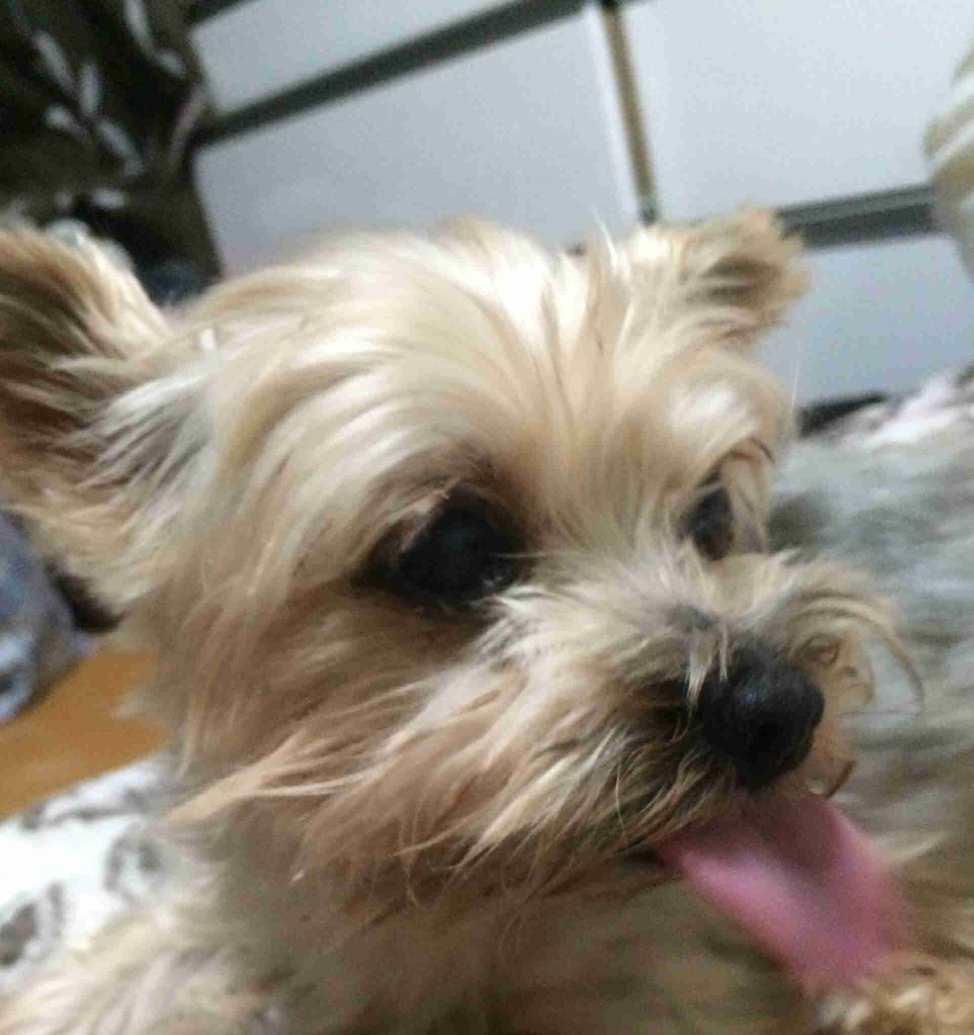 あなたの愛犬の犬種は何ですか?なぜその犬種にしましたか?