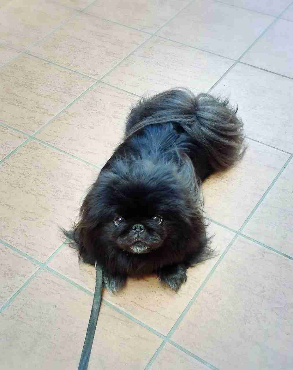 あなたの愛犬の犬種は何ですか?なぜその犬種にしましたか?