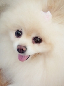 あなたの愛犬の犬種は何ですか?なぜその犬種にしましたか?