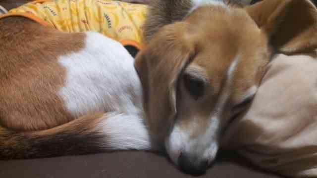あなたの愛犬の犬種は何ですか?なぜその犬種にしましたか?