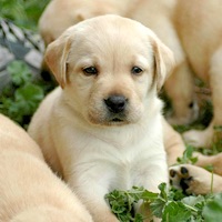 あなたの愛犬の犬種は何ですか?なぜその犬種にしましたか?