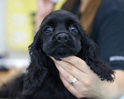 あなたの愛犬の犬種は何ですか?なぜその犬種にしましたか?