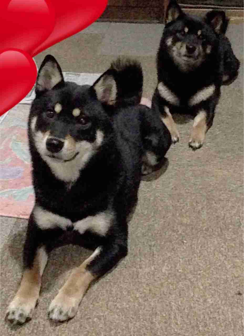 あなたの愛犬の犬種は何ですか?なぜその犬種にしましたか?