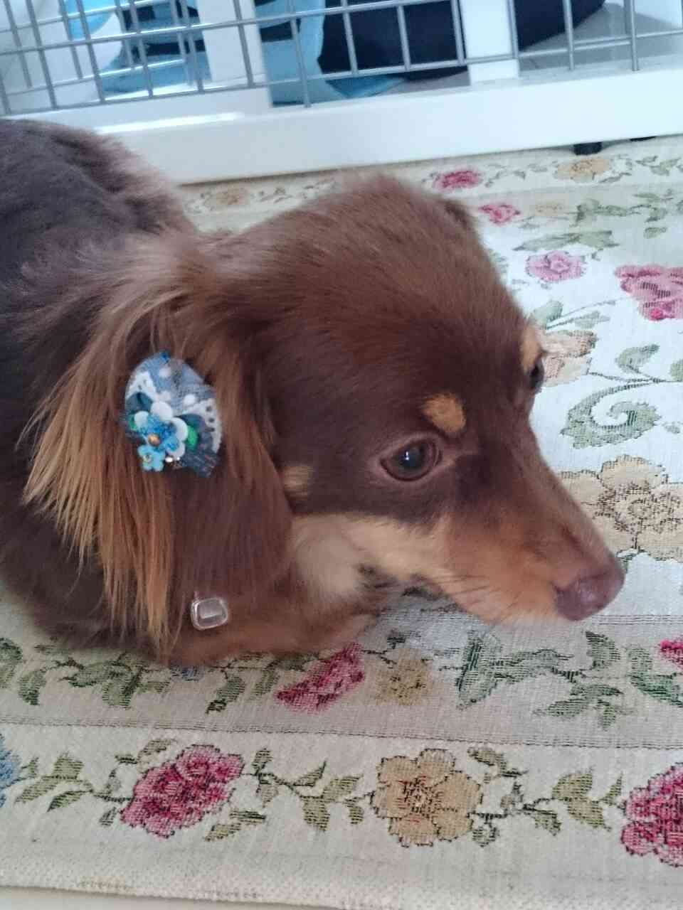 あなたの愛犬の犬種は何ですか?なぜその犬種にしましたか?