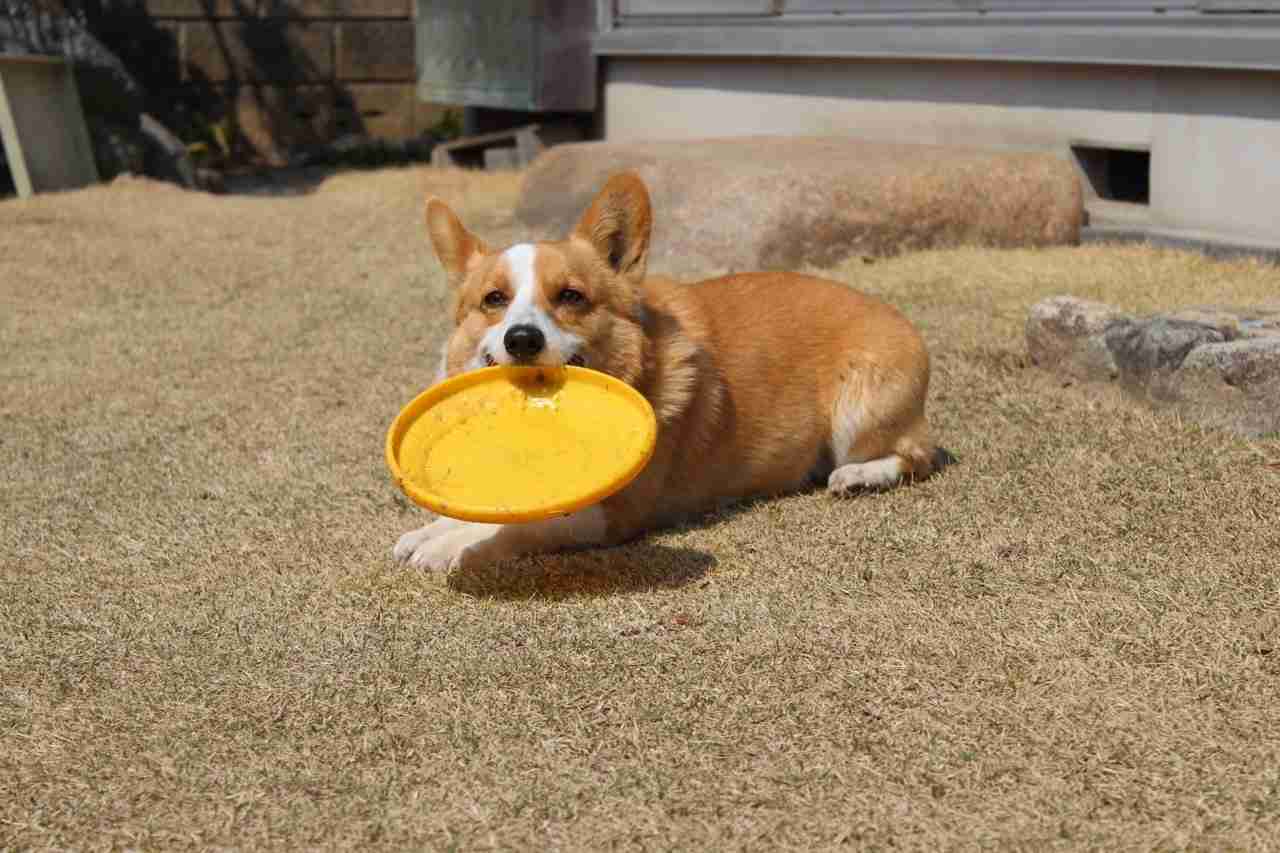 あなたの愛犬の犬種は何ですか?なぜその犬種にしましたか?