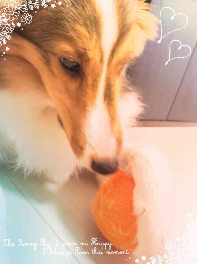 あなたの愛犬の犬種は何ですか?なぜその犬種にしましたか?