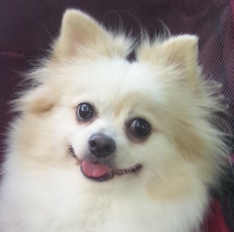 あなたの愛犬の犬種は何ですか?なぜその犬種にしましたか?
