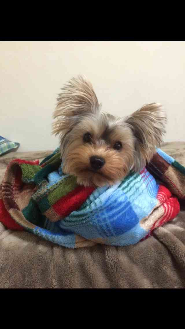 あなたの愛犬の犬種は何ですか?なぜその犬種にしましたか?