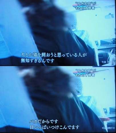 あなたの愛犬の犬種は何ですか?なぜその犬種にしましたか?