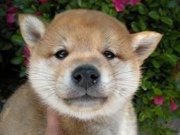 抱かれたい有名人は??