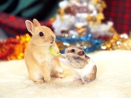 【画像】異種同士仲良しな動物画像❤️
