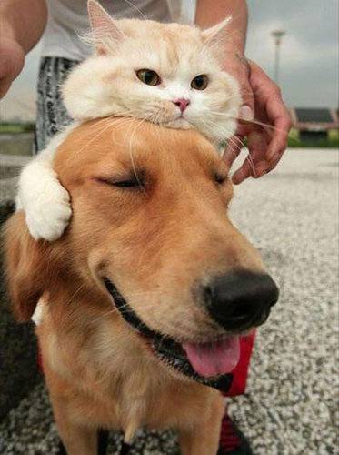 【画像】異種同士仲良しな動物画像❤️