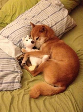 【画像】異種同士仲良しな動物画像❤️