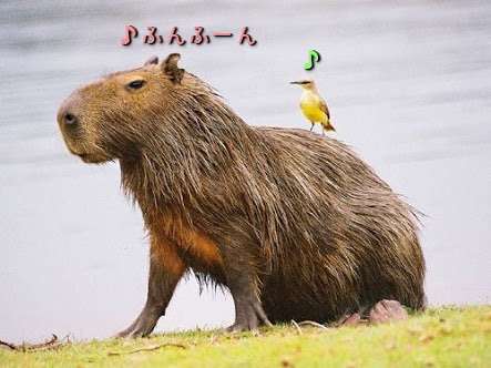 【画像】異種同士仲良しな動物画像❤️