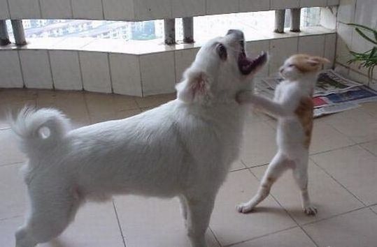 【画像】異種同士仲良しな動物画像❤️