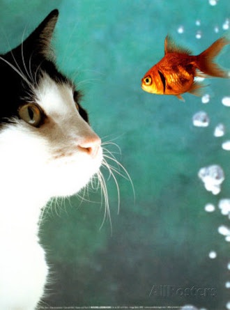 【画像】異種同士仲良しな動物画像❤️