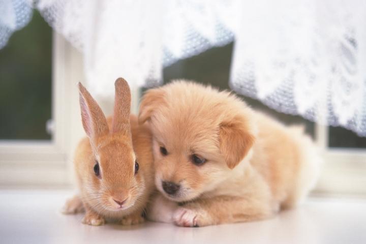 【画像】異種同士仲良しな動物画像❤️